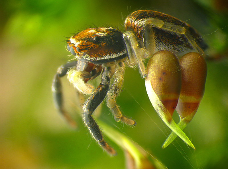 Icius sp. - Ierago (VA)